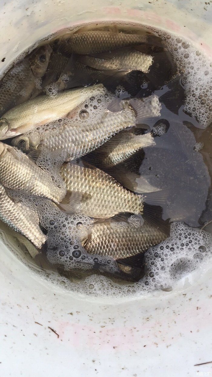 深水釣翹嘴用什么餌料_釣翹嘴魚的最佳水深_水庫深水釣翹嘴