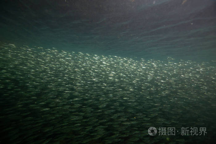 十種淡水魚_淡水魚的種類_淡水魚種類有哪些