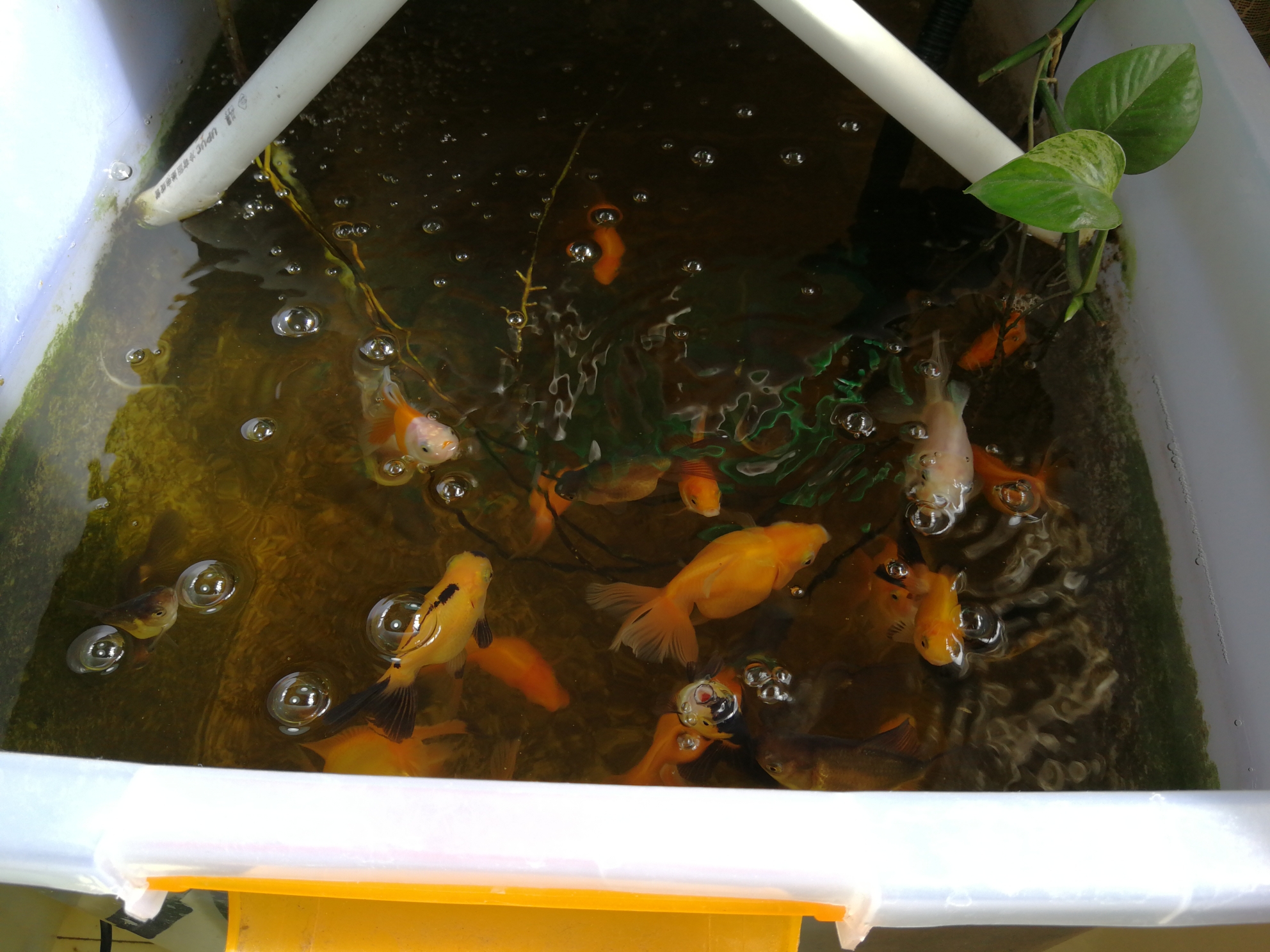 金魚養殖成本和利潤_金魚養殖水溫多少合適_金魚養殖