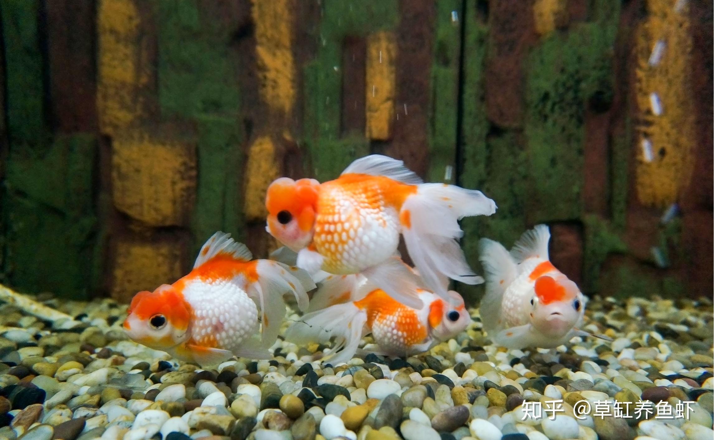 金魚養殖水溫多少合適_金魚養殖_金魚養殖成本和利潤