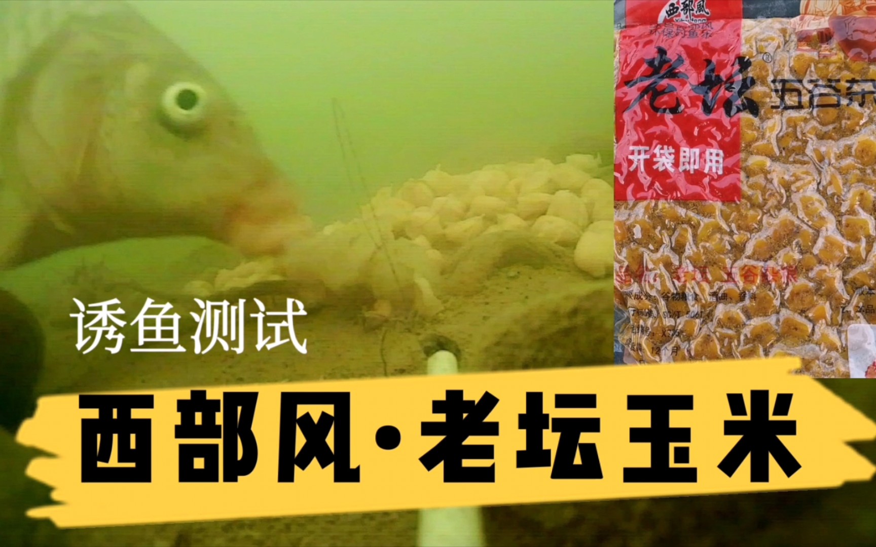 釣鯉魚餌料方法與技巧_釣鯉魚餌料_釣鯉魚餌料十大排名