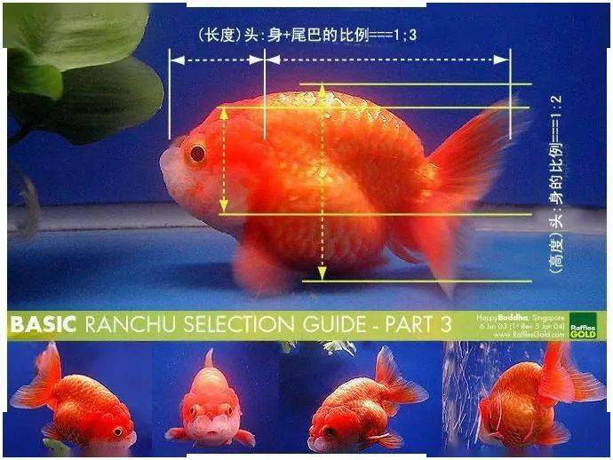 金魚養殖水溫多少合適_金魚養殖_金魚養殖技術大全