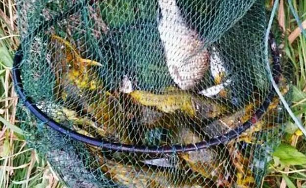 黃顙魚釣法_野釣黃顙魚_釣黃顙魚