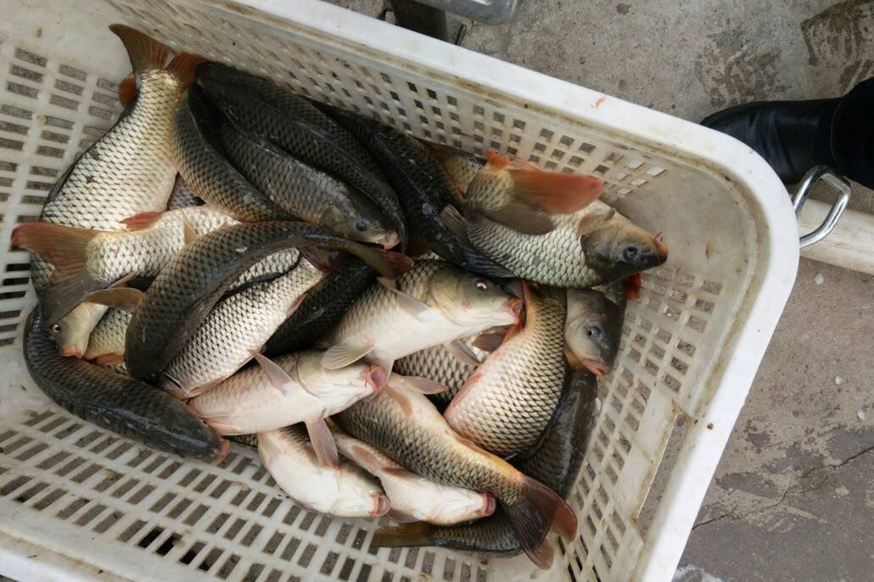 釣魚魚塘技巧視頻_魚塘釣魚方法_魚塘釣魚技巧