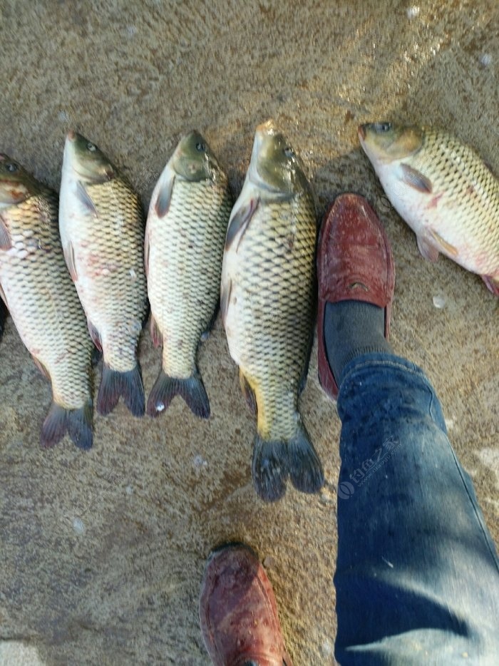 魚塘釣魚方法_釣魚魚塘技巧視頻_魚塘釣魚技巧