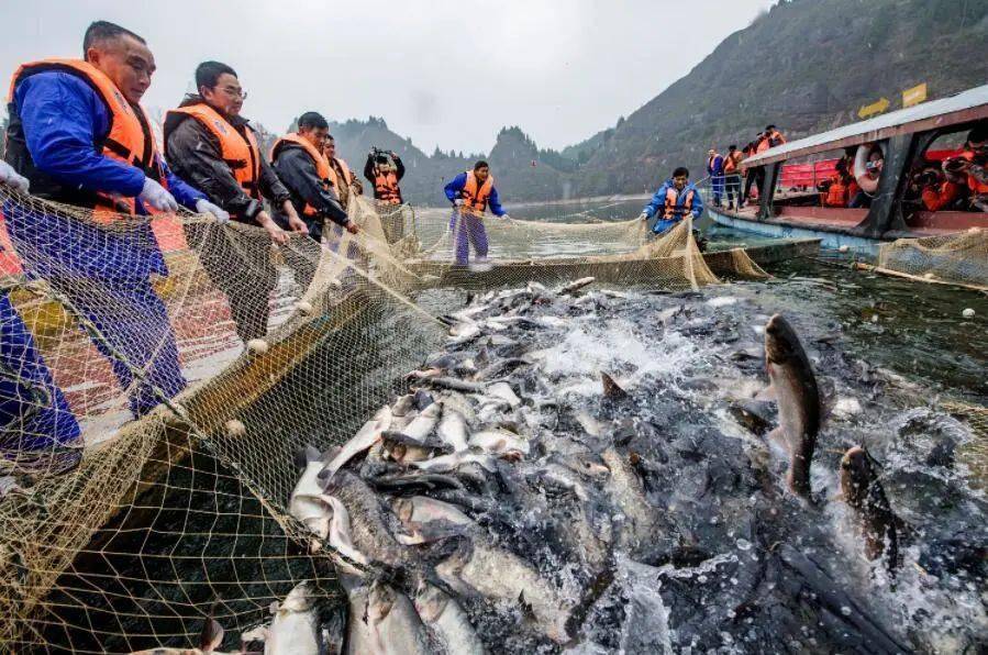 釣魚魚塘技巧和方法_釣魚塘怎么釣_魚塘釣魚技巧