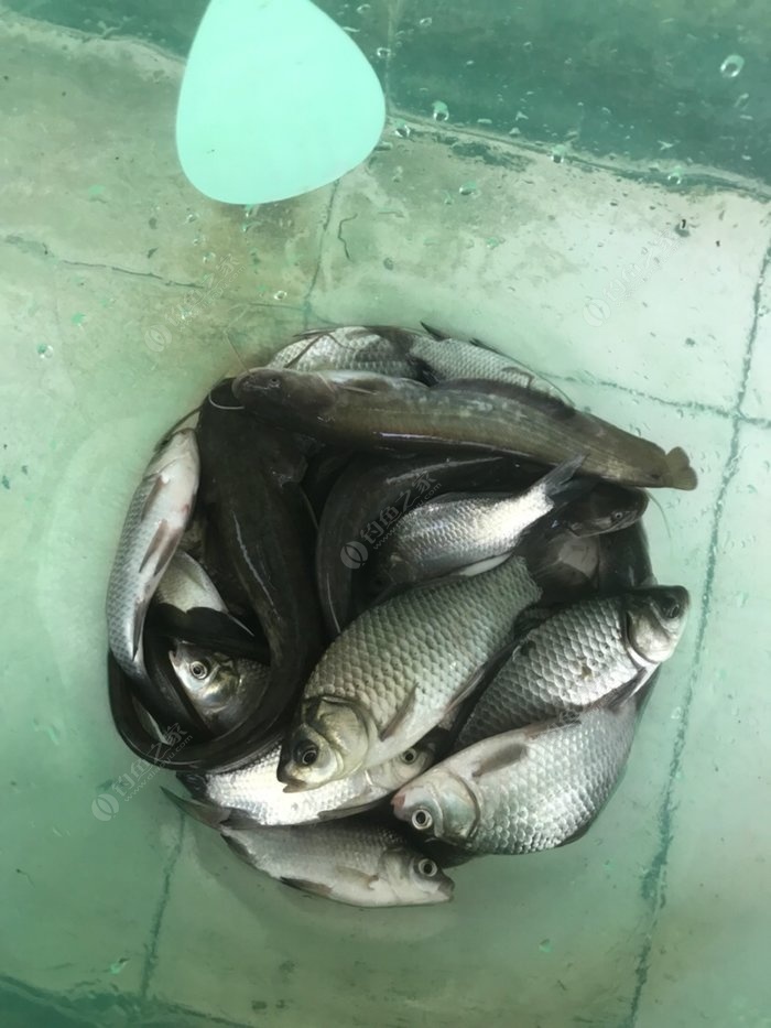 釣魚魚塘技巧和方法_魚塘釣魚技巧_釣魚塘怎么釣