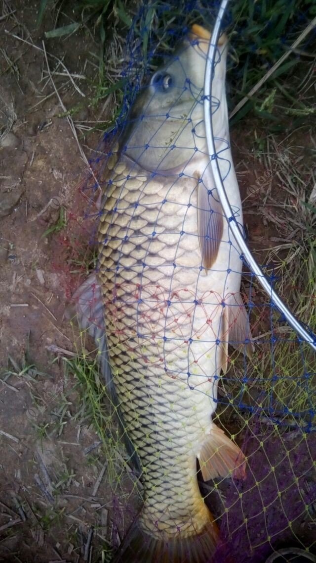 傳統釣法的魚漂_傳統釣法_傳統釣法的魚鉤叫什么