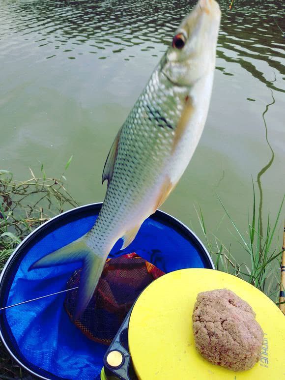 埃及塘鲺魚養殖技術_埃及塘鲺魚養殖成本及利潤_埃及塘鲺