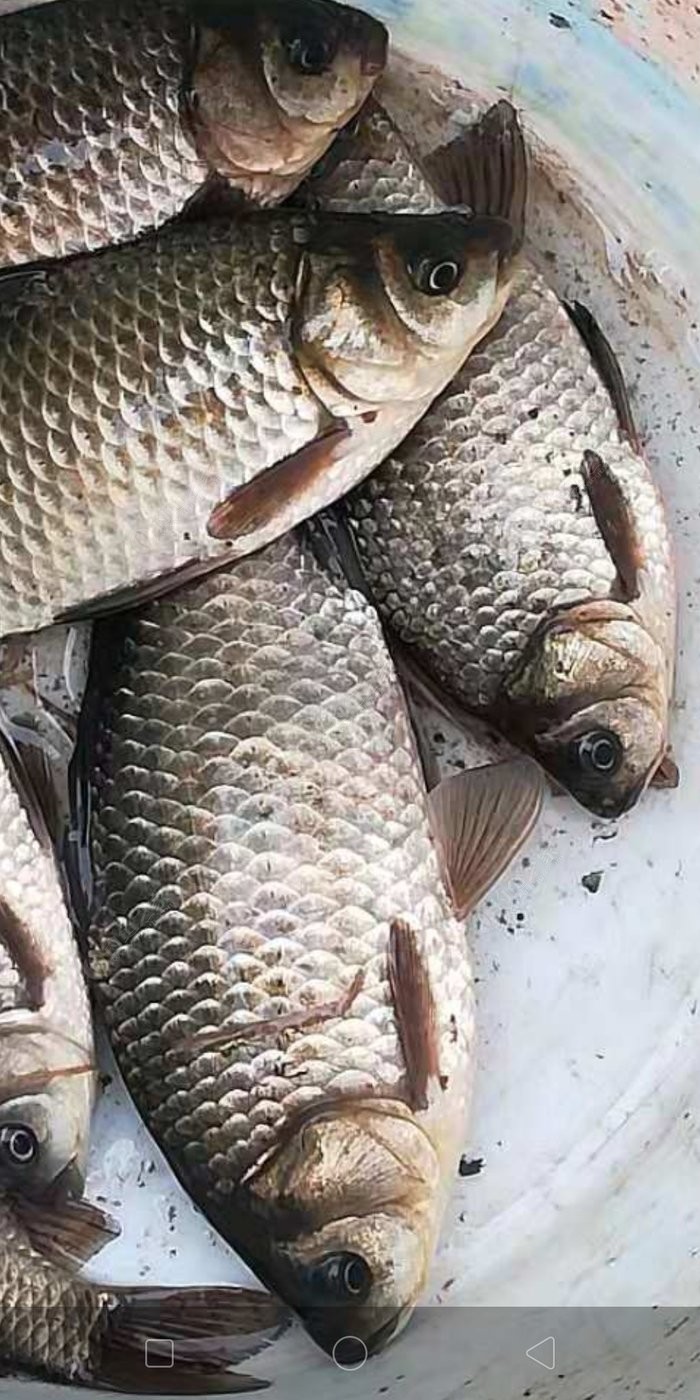 傳統釣法的魚鉤叫什么_傳統釣法_傳統釣法中常用的魚鉤