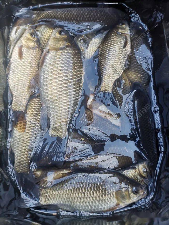 傳統釣法中常用的魚鉤_傳統釣法的魚鉤叫什么_傳統釣法