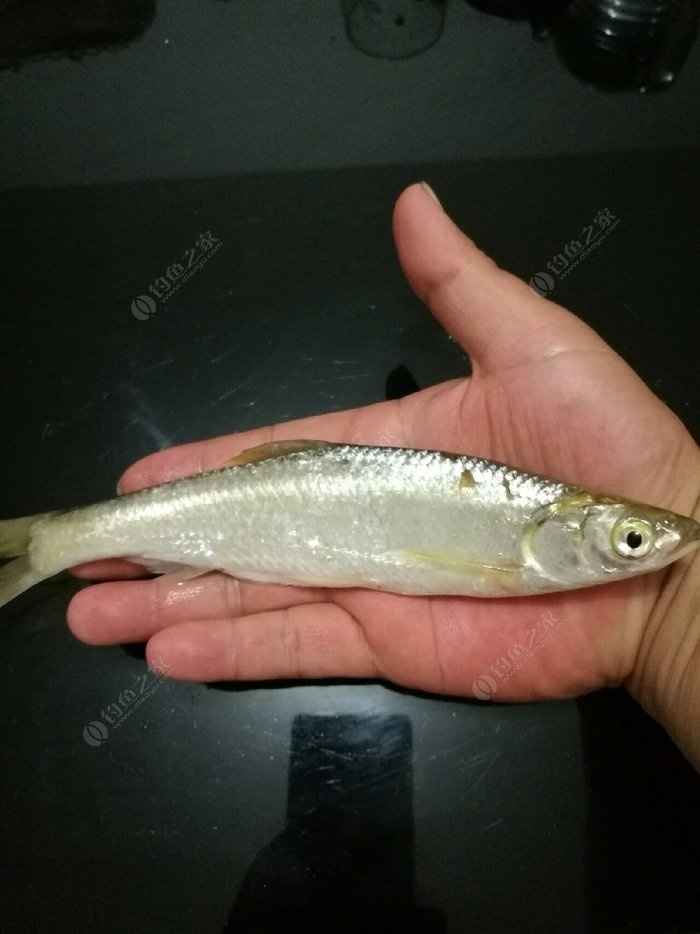 魚塘釣魚技巧_魚塘釣魚方法_釣魚魚塘技巧和方法
