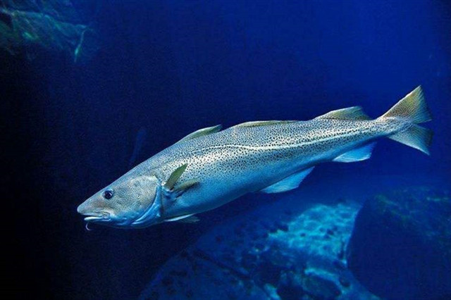 鲅魚是深海魚嗎_深海魚鲅魚是什么魚_深海魚鲅魚是海鮮嗎