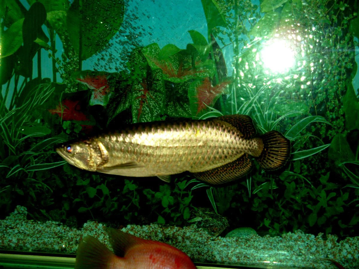 金龍魚產地_金龍魚原產地視頻_金龍魚產自哪個地區