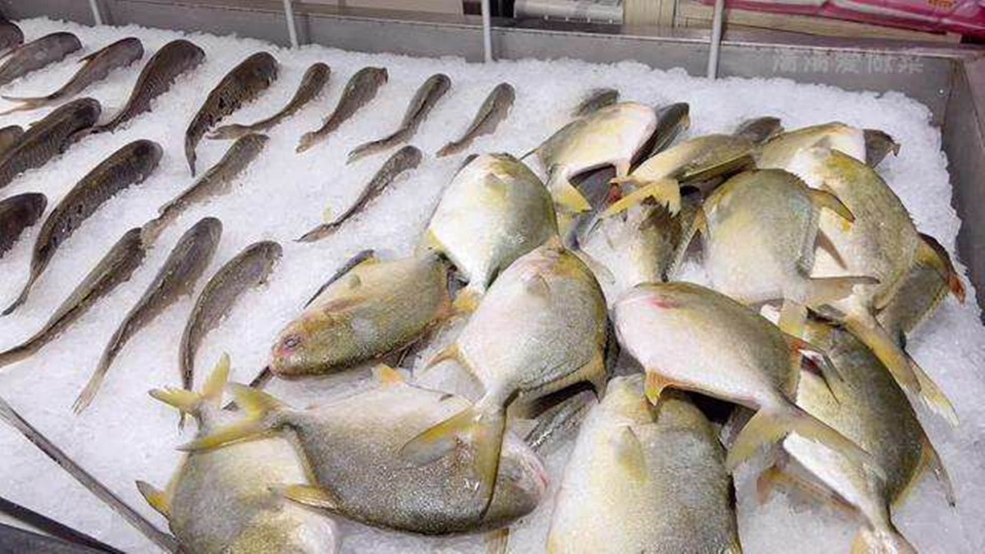 深海魚鲅魚是海鮮嗎_鲅魚是深海魚嗎_深海魚鲅魚是什么魚