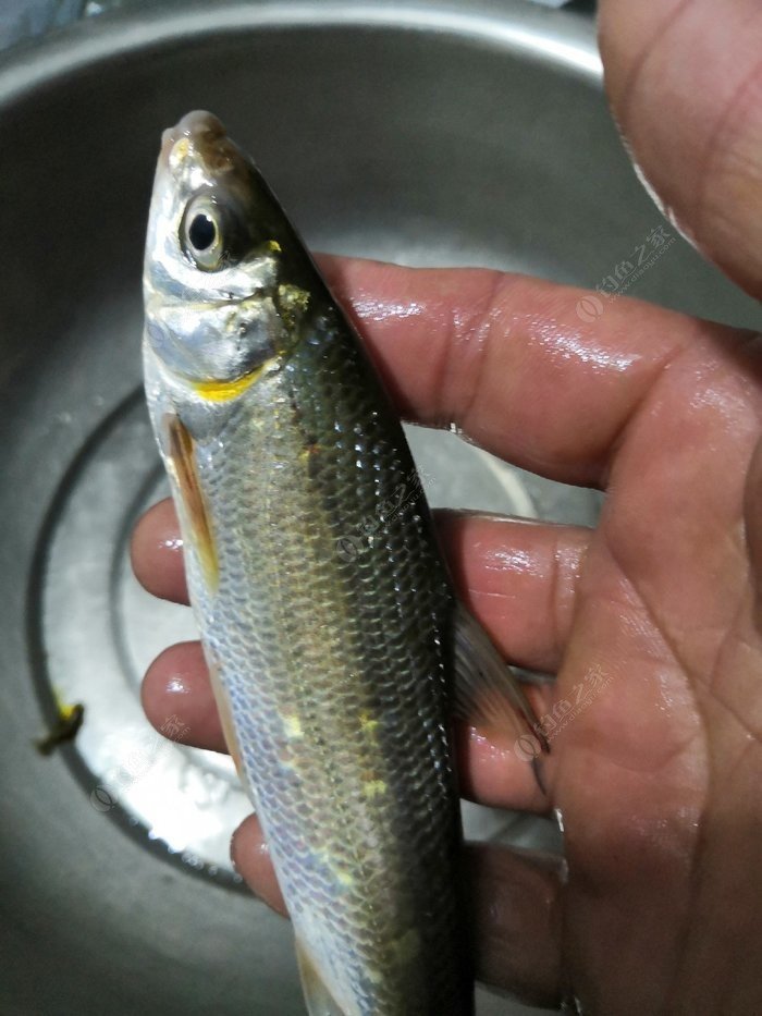 魚馬口什么樣子_馬口魚是什么魚_馬口魚馬口魚