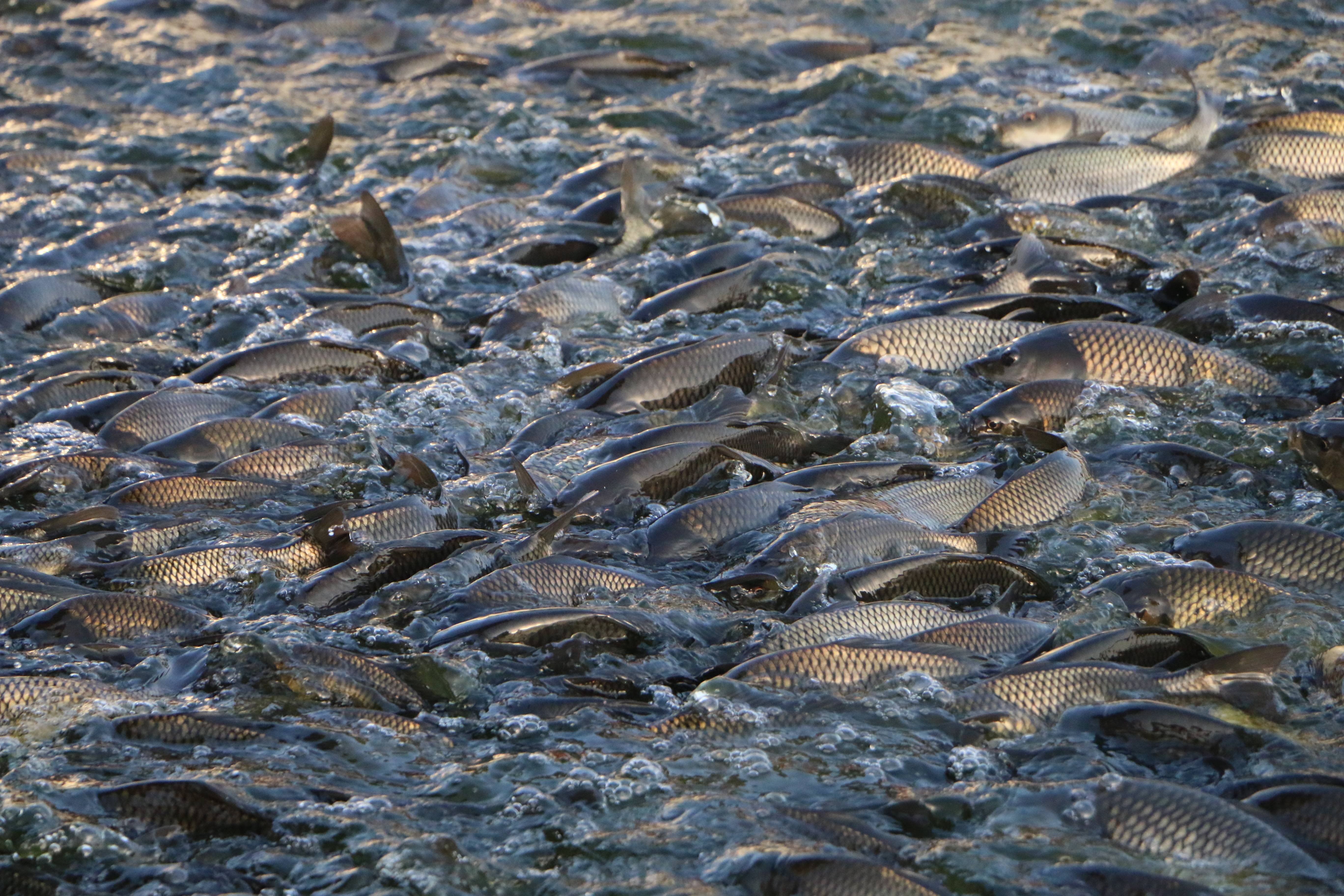 魚馬口什么樣子_馬口魚是什么魚_馬口魚馬口魚