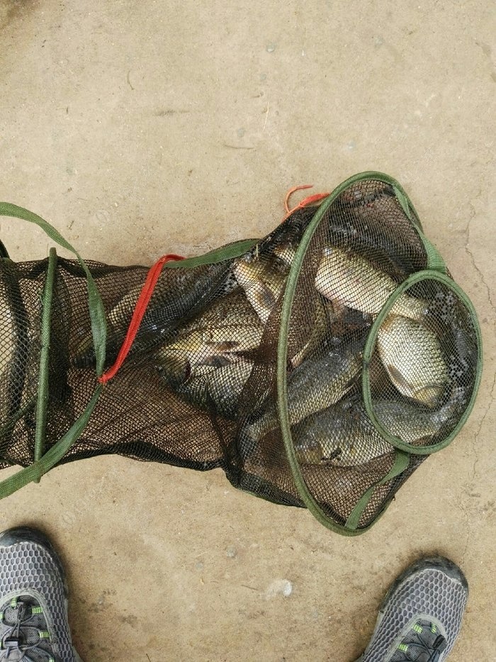 愛吃食物草魚怎么辦_草魚最愛吃的食物_愛吃草的魚