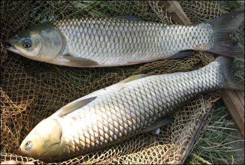 草魚多少錢一斤_怎樣釣草魚釣草魚技巧_草魚錢一斤
