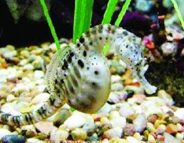 鯊魚的魚鰾_鯊魚鰾_鯊魚有魚鰾嗎