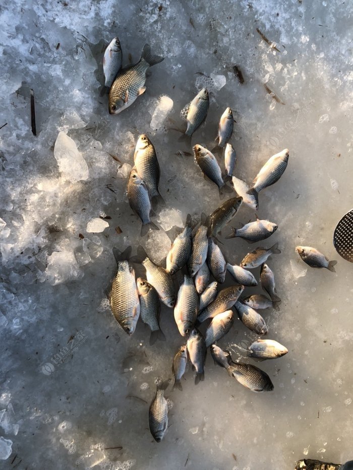 冬天釣魚_釣魚冬天怎么釣_釣魚冬天好釣嗎
