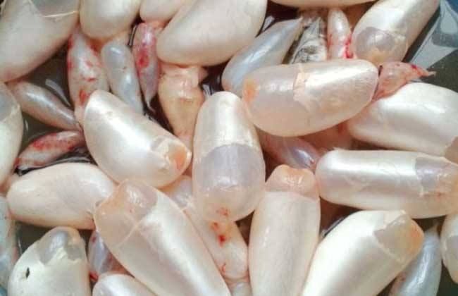 鯊魚鰾怎么吃_鯊魚有魚鰾嗎_鯊魚鰾