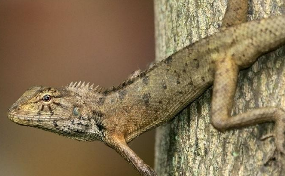 野生娃娃魚吃了判幾年_野生娃娃魚_野生娃娃魚屬于幾級保護動物