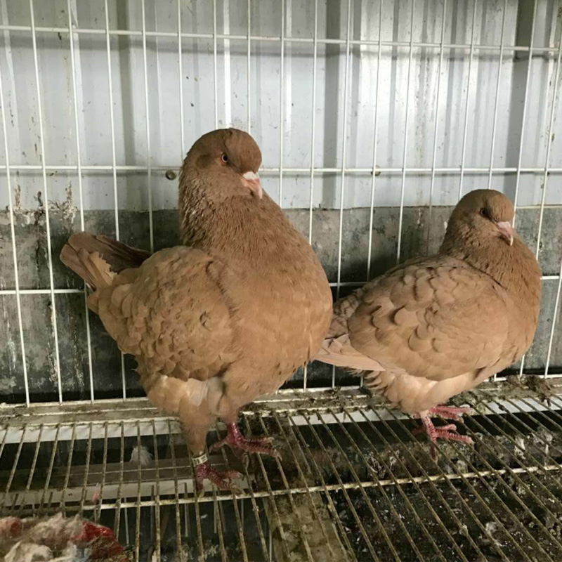 野生娃娃魚吃了判幾年_野生娃娃魚屬于幾級保護動物_野生娃娃魚