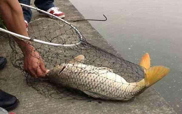 （釣魚技巧）調漂的核心內容，你知道嗎？