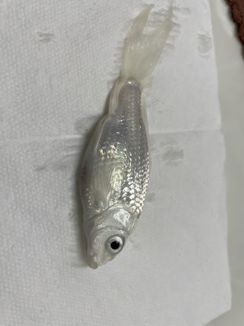 德國鏡鯉魚圖片_德國鏡鯉是什么魚_德國鏡鯉魚刺多嗎