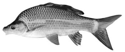德國鏡鯉魚刺多嗎_德國鏡鯉是什么魚_德國鏡鯉魚圖片
