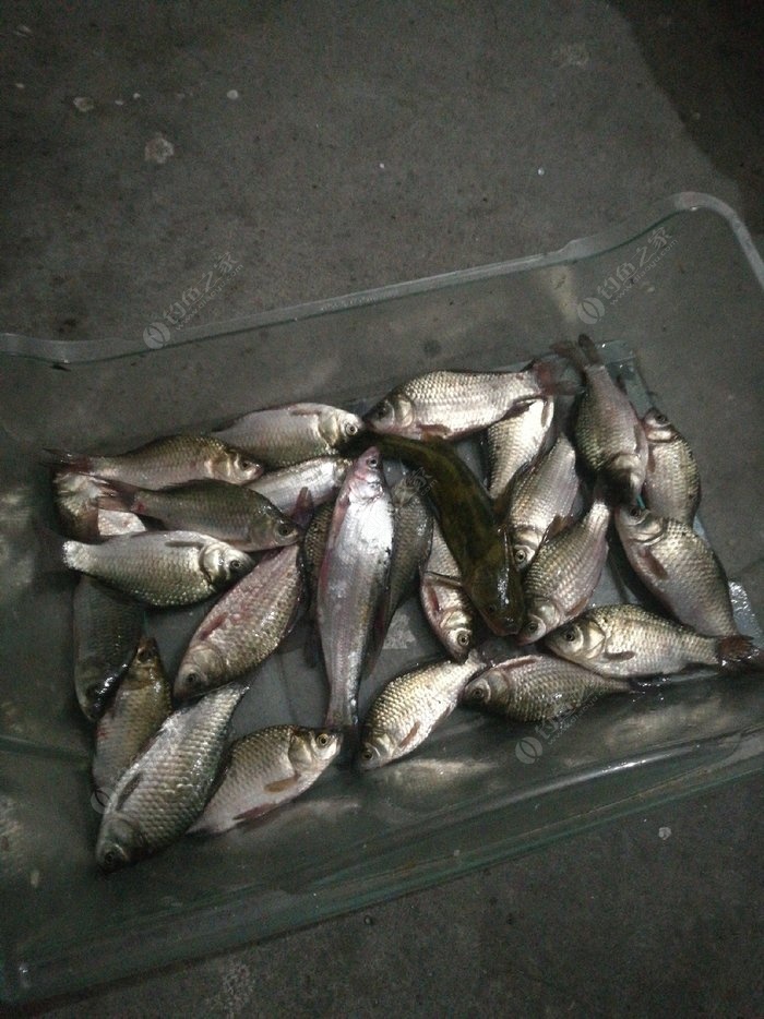 野釣野生大鯽魚_釣野生大鯽魚用什么打窩_釣野生大鯽魚