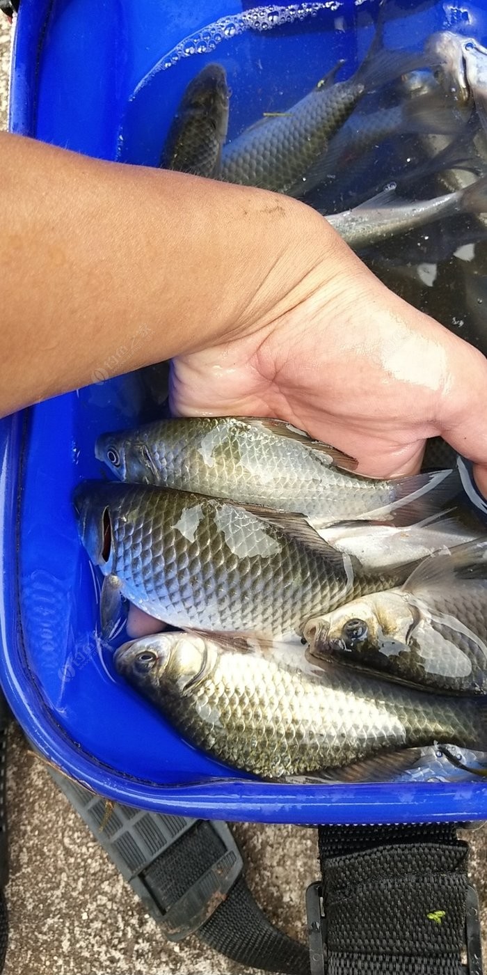 釣魚日記內置菜單版歡樂多多的卡通釣魚模擬游戲介紹