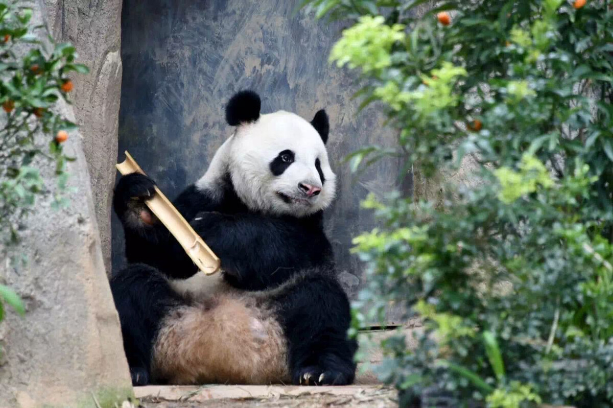 暹羅巨鯉魚_暹羅巨鯉一年能長多大_巨暹羅鯉
