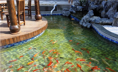 錦鯉魚池過濾系統_錦鯉魚池過濾_過濾錦鯉魚池多大合適