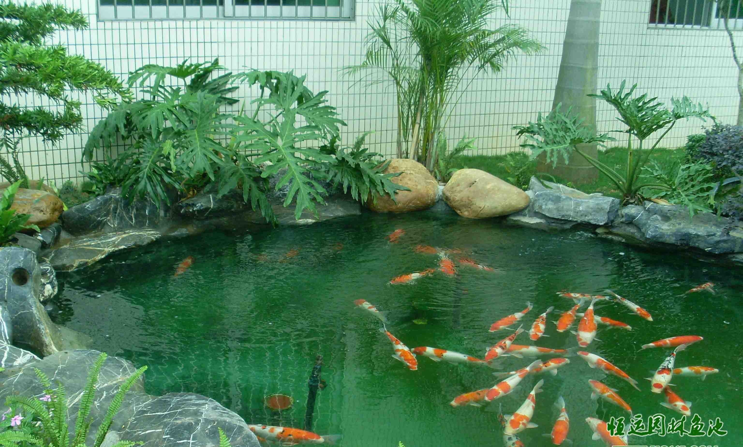 錦鯉魚池過濾系統_過濾錦鯉魚池多大合適_錦鯉魚池過濾