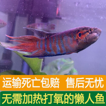 許昌哪有批發活魚的嗎？怎么說熱帶魚不好養？