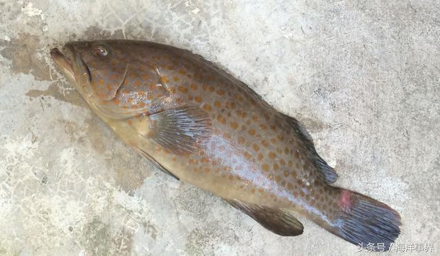 大石斑魚怎么做才好吃_大石斑魚_大石斑魚怎么做好吃又簡單