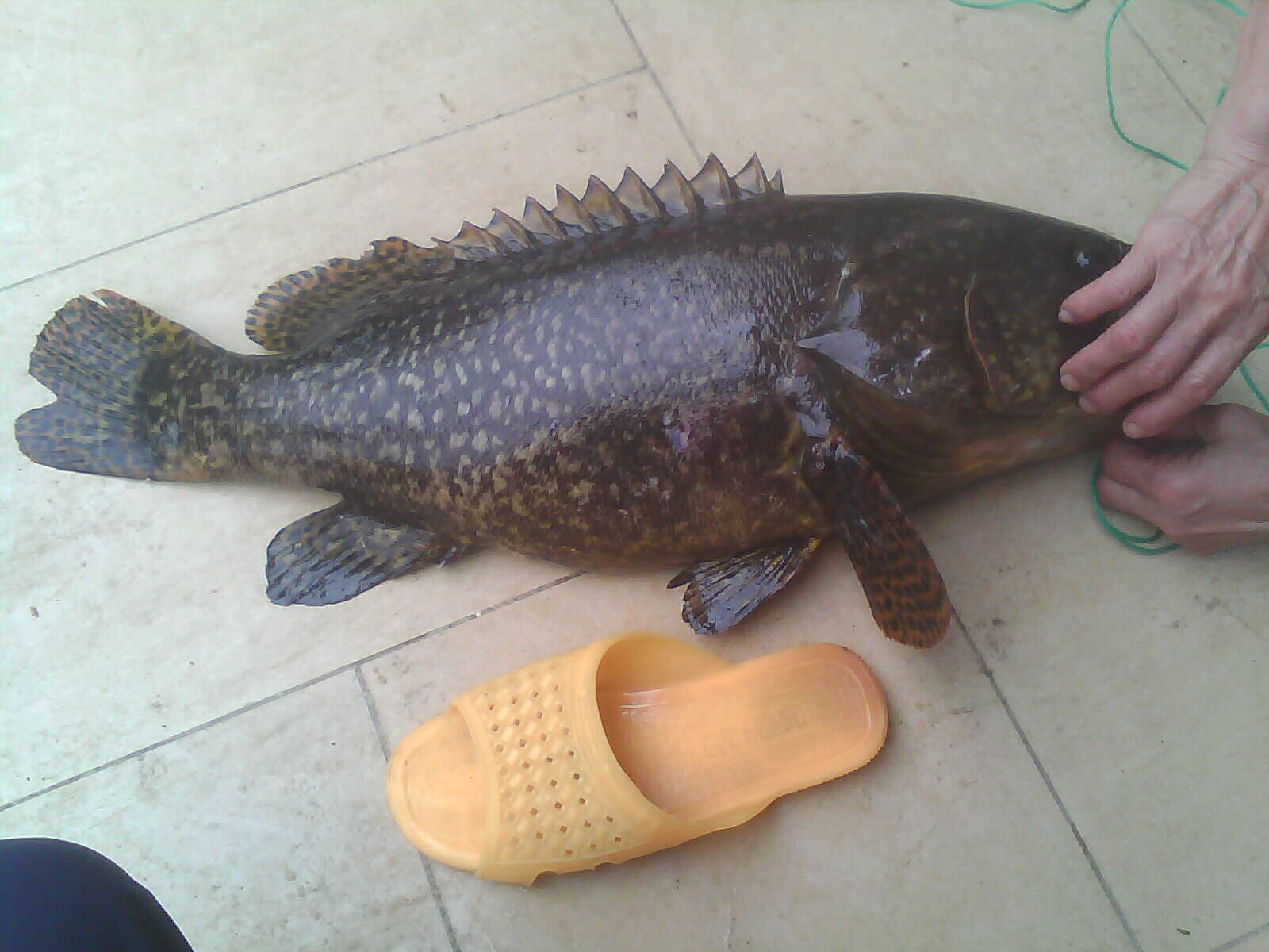 大石斑魚怎么做才好吃_大石斑魚怎么做好吃又簡單_大石斑魚