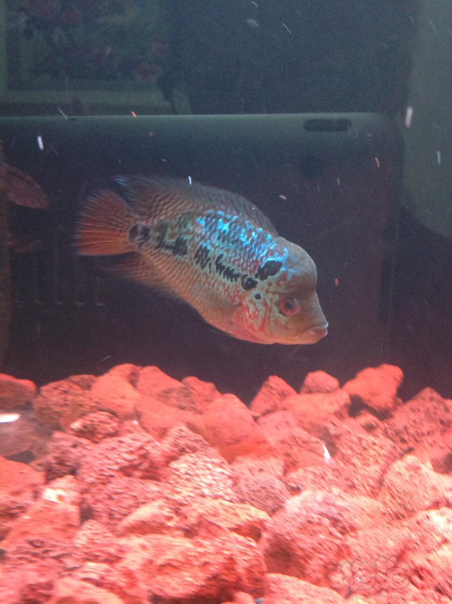 羅漢魚多大起頭_羅漢魚頭多大就不長了_羅漢魚有頭座了多久起大頭