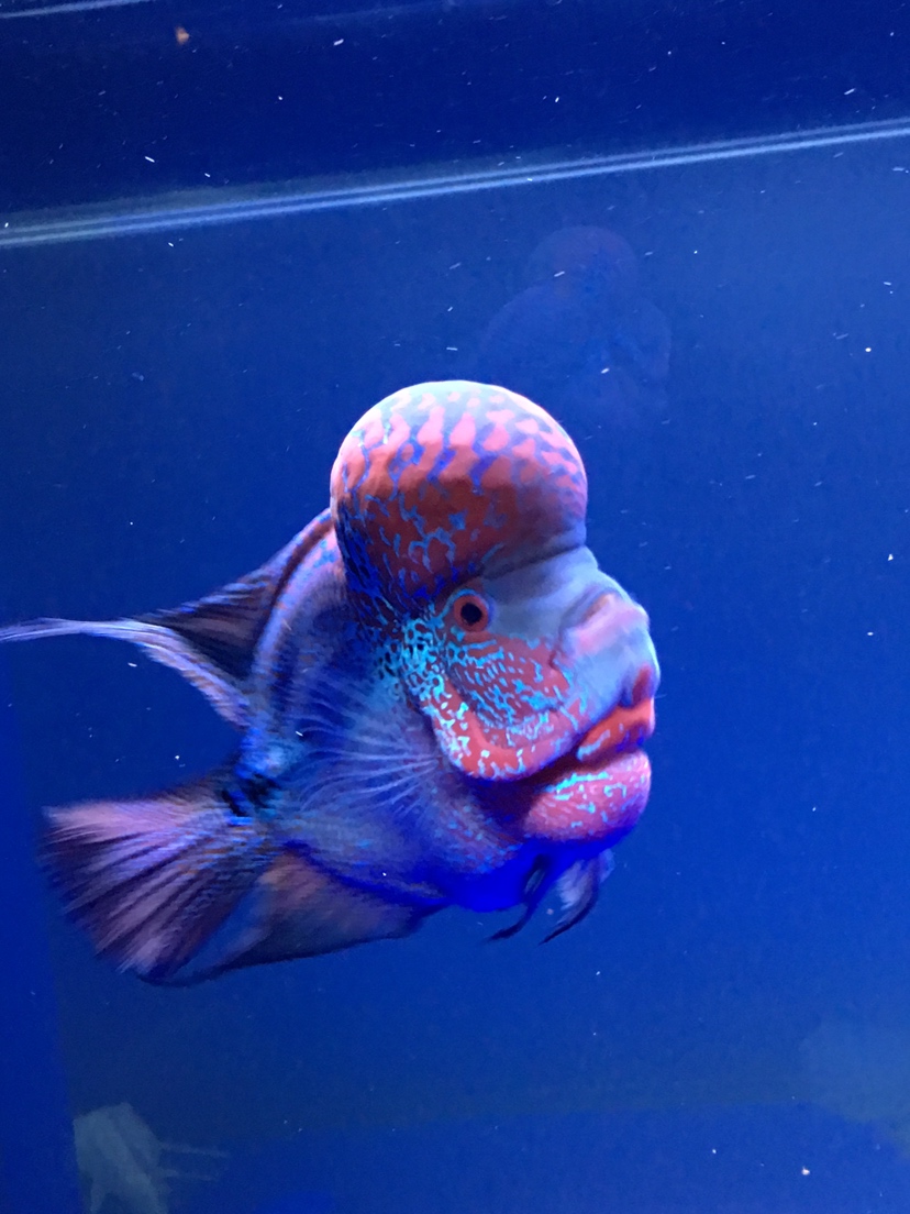 羅漢魚有頭座了多久起大頭_羅漢魚頭多大就不長了_羅漢魚多大起頭
