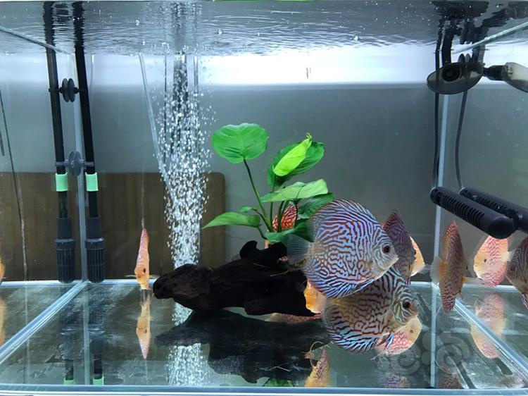 神仙七彩魚壽命是多少_七彩神仙魚_神仙七彩魚好不好養