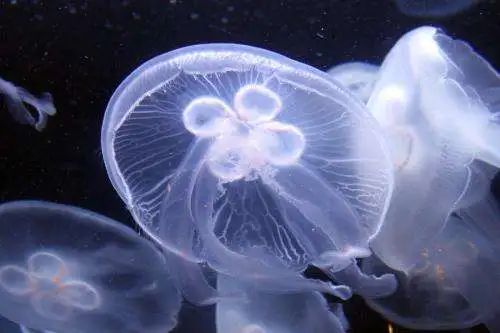 桃花水母_桃花水母的圖片_桃花水母簡介