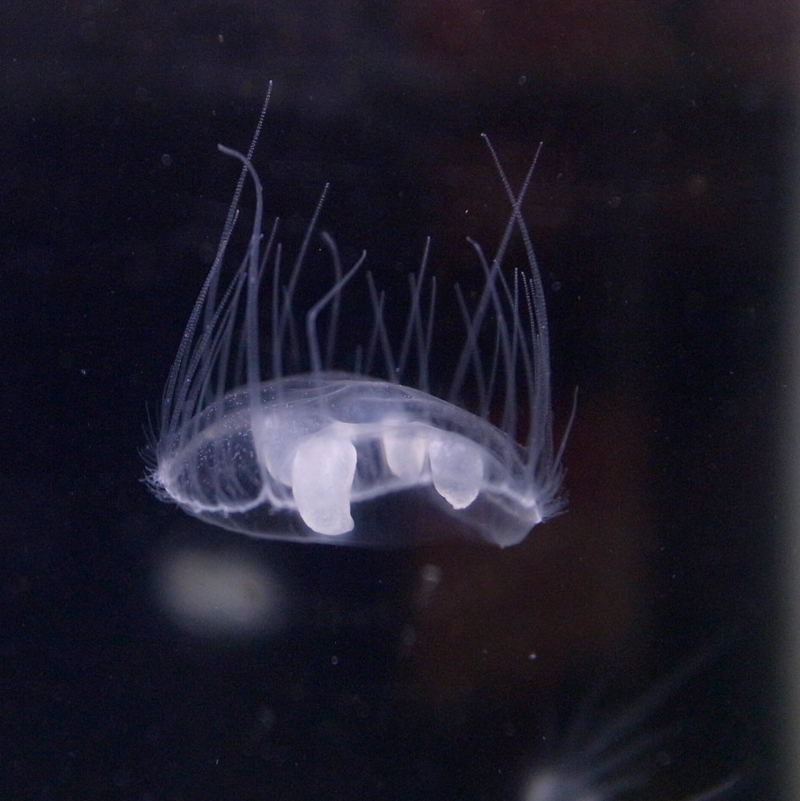 桃花水母 中國科學院動物研究所無脊椎動物標本館李樞強