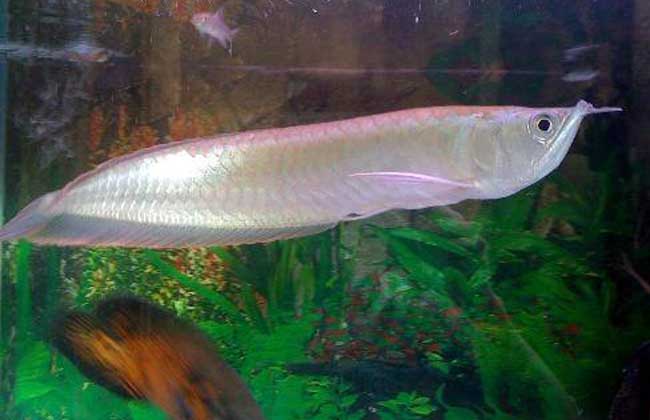 銀龍吃魚會卡死嗎_銀龍魚吃魚_銀龍魚吃什么