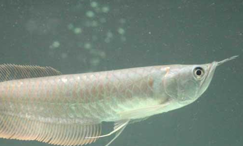 銀龍吃魚會卡死嗎_銀龍魚吃什么_銀龍魚吃魚