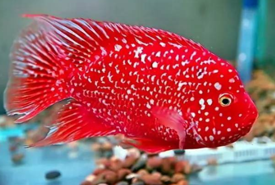 羅漢魚德薩圖片_羅漢魚德薩斯怎么養_德薩羅漢魚