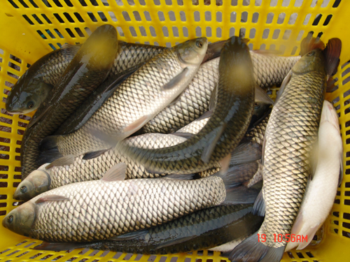 養殖草魚吃什么_草魚養殖_養殖草魚一畝放多少魚