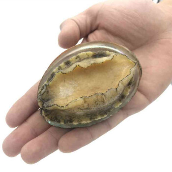 鮑魚的另外意思_鮑魚意思_鮑魚什么意思