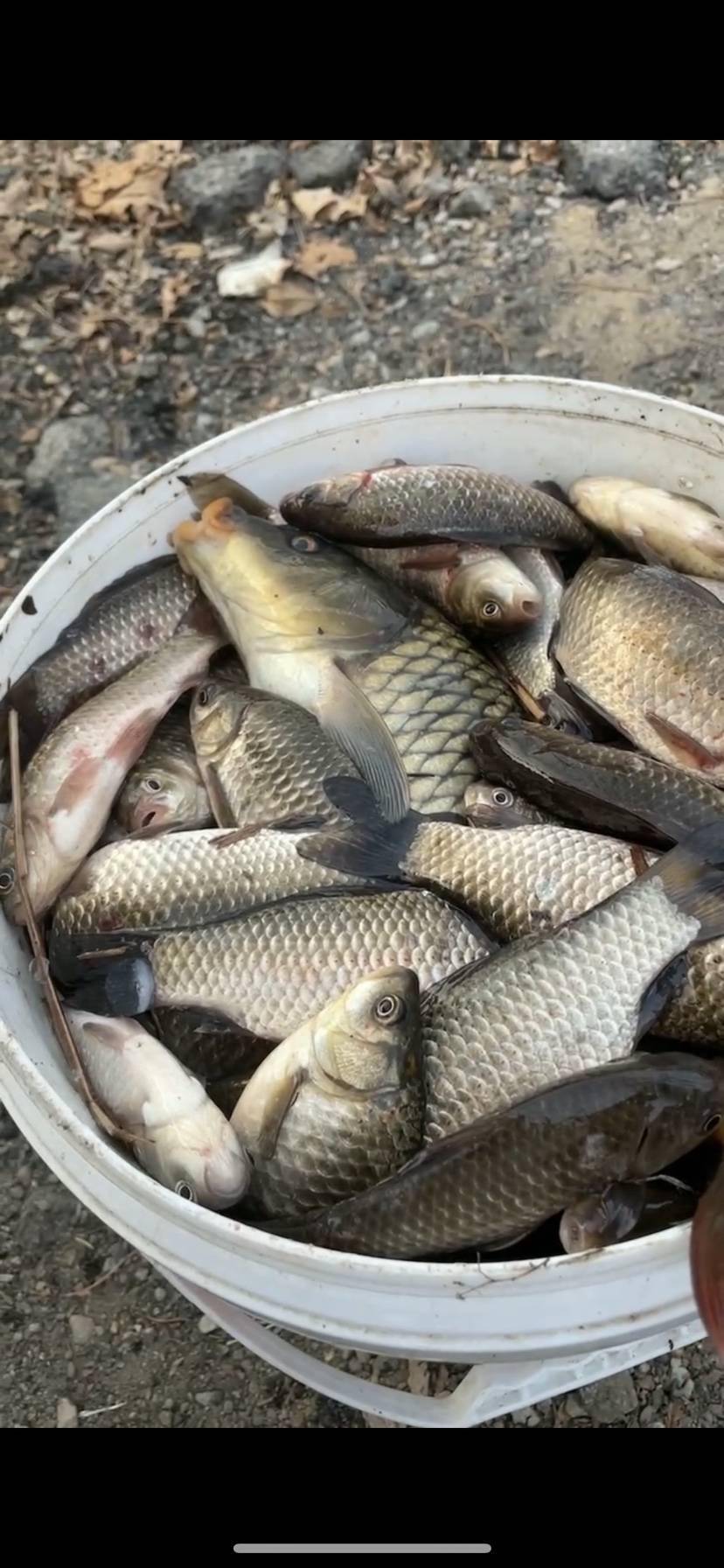釣魚日記_釣魚日記200字左右_釣魚日記500字